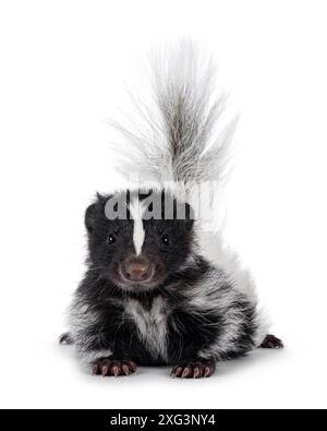 Schwarz-weißes Baby-Stinktier liegt nach vorne mit buschigem Schwanz nach oben. Blick direkt in die Kamera. Isoliert auf einem weißen Hintergrund. Stockfoto