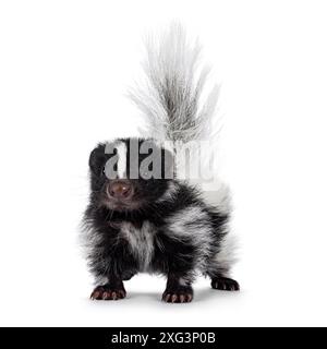 Schwarz-weißes Baby-Stinktier steht nach vorne mit buschigem Schwanz nach oben. Blick direkt in die Kamera. Isoliert auf einem weißen Hintergrund. Stockfoto