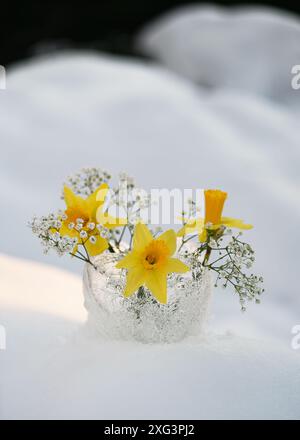 Wunderschöner Blumenstrauß aus gelber Narzissen und weißen gypsophila-Blüten in einer Eiskristall-Vase auf dem Schnee im Hüttengarten. Winterhandwerk und Eiskunst Stockfoto