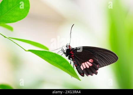 Parides eurimedes Schmetterling, der auf einem grünen Blatt sitzt, Myloten-Katzenherz-Insekt, wahres Katzenherz Stockfoto