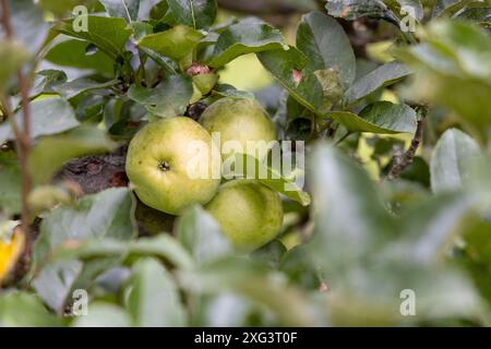 Quitten auf dem Baum, die im Sommer geerntet werden können. Stockfoto