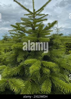 Nordmanntanne Echte Weihnachtsbäume Deutsche Weihnachtsbaumplantage Stockfoto