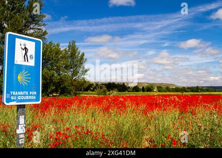 Wegweiser für den Jakobsweg auf dem Jakobsweg vor einem Feld mit roten Mohnblumen im Dorf Hornillos Spanien Stockfoto