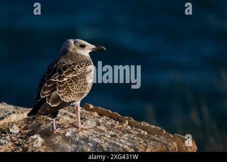 Junge Gelbbeinmöwe (Larus michahellis) an der felsigen Küste der Insel Tabarca, Alicante, Valencianische Gemeinschaft, Spanien, mit dem Meer. Stockfoto