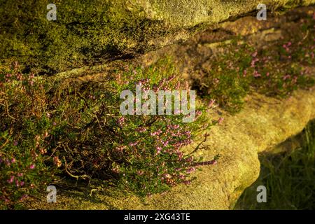 Lila Heidekraut blüht unter der Nachternnonsonne Stockfoto