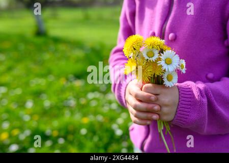 Ein kleines Mädchen in lila gekleidet, das ein kleines Stück frisch gepflückten Löwenzahn und Gänseblümchen in den Händen hält. Stockfoto