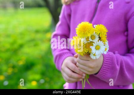 Ein kleines Mädchen in lila gekleidet, das ein kleines Stück frisch gepflückten Löwenzahn und Gänseblümchen in den Händen hält. Stockfoto