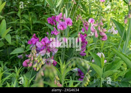 Nahaufnahme einer rosa blühenden, breitblättrigen Süßerbse, Lathyrus latifolius Stockfoto