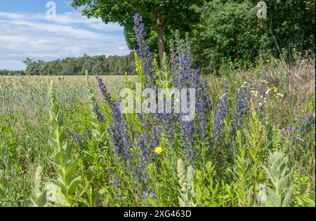 Viperenkopf Echium vulgare auf einer Wiese am Waldrand Stockfoto