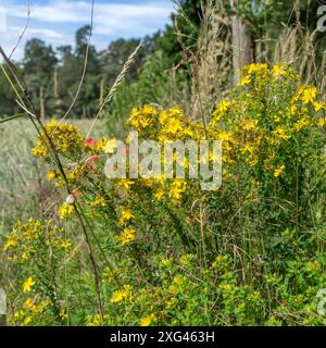 Blühende Johanniskraut Hypericum perforatum auf einer Wiese am Waldrand Stockfoto