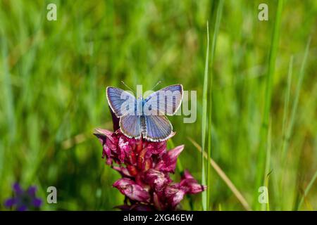 Der Mazarine Blue Schmetterling, Cyaniris semiargus, sonnt sich in der Sonne in der Landschaft von Nordostspanien Stockfoto