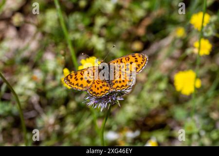 Der kleine gefleckte Fritillary-Schmetterling, Melitaea trivia, ein Schmetterling, der in der spanischen Landschaft in der Nähe des Dorfes Riaza in Zentralspanien gefangen wurde Stockfoto