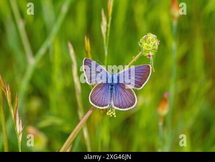 Der Mazarine Blue Schmetterling, Cyaniris semiargus, sonnt sich in der Sonne in der Landschaft von Nordostspanien Stockfoto