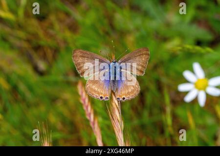 Weibliche Langschwanz-Blaue Schmetterling Lampides boeticus in der spanischen Landschaft auf einem Blumenkopf in Riaza Zentralspanien Stockfoto