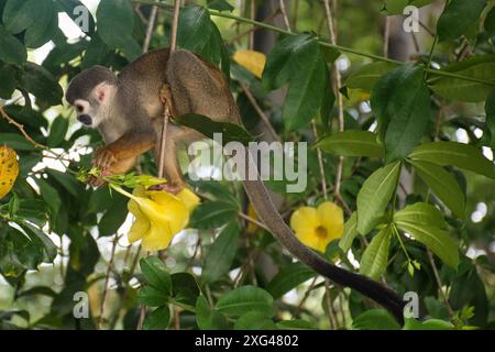 Ein neugieriger Eichhörnchenaffe navigiert durch leuchtendes grünes Laub und hält inne, um leuchtend gelbe Blumen in seinem tropischen Lebensraum zu betrachten. Stockfoto