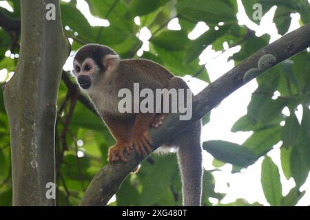 Ein Eichhörnchenaffe erkundet einen üppigen Baum, umgeben von leuchtend grünen Blättern und leuchtend gelben Blumen. Stockfoto