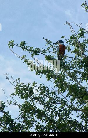 Eisvogel hockt auf Bambus im Amazonas Rainforest Wetland Habitat Stockfoto