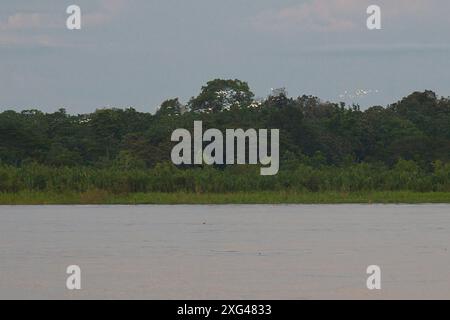 Panoramablick auf das Amazonas Rainforest Village am Fluss mit üppigem Grün Stockfoto
