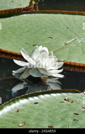 Diese Nahaufnahme zeigt eine Seerose mit weißen Blüten, die neben einem Seerosenpolster in einem ruhigen Teich schwimmt. Stockfoto