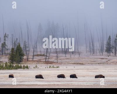 Bisons sind riesige, unglaublich mächtige Rinder, die aufgrund grausamer und unverzeihlicher Jagdpraktiken fast zum Aussterben gezwungen wurden Stockfoto