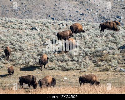 Bisons sind riesige, unglaublich mächtige Rinder, die aufgrund grausamer und unverzeihlicher Jagdpraktiken fast zum Aussterben gezwungen wurden Stockfoto