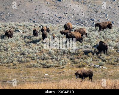 Bisons sind riesige, unglaublich mächtige Rinder, die aufgrund grausamer und unverzeihlicher Jagdpraktiken fast zum Aussterben gezwungen wurden Stockfoto