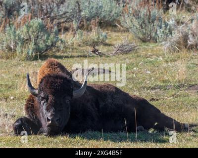 Bisons sind riesige, unglaublich mächtige Rinder, die aufgrund grausamer und unverzeihlicher Jagdpraktiken fast zum Aussterben gezwungen wurden Stockfoto