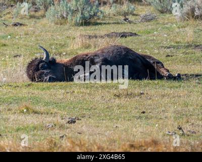 Bisons sind riesige, unglaublich mächtige Rinder, die aufgrund grausamer und unverzeihlicher Jagdpraktiken fast zum Aussterben gezwungen wurden Stockfoto