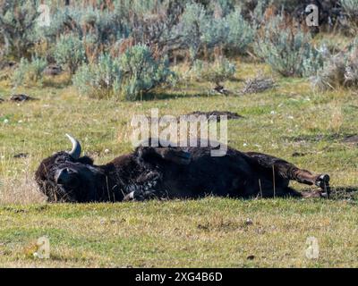 Bisons sind riesige, unglaublich mächtige Rinder, die aufgrund grausamer und unverzeihlicher Jagdpraktiken fast zum Aussterben gezwungen wurden Stockfoto