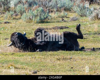 Bisons sind riesige, unglaublich mächtige Rinder, die aufgrund grausamer und unverzeihlicher Jagdpraktiken fast zum Aussterben gezwungen wurden Stockfoto