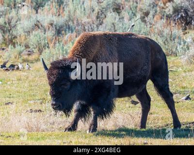 Bisons sind riesige, unglaublich mächtige Rinder, die aufgrund grausamer und unverzeihlicher Jagdpraktiken fast zum Aussterben gezwungen wurden Stockfoto