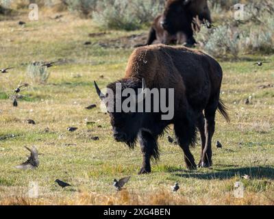 Bisons sind riesige, unglaublich mächtige Rinder, die aufgrund grausamer und unverzeihlicher Jagdpraktiken fast zum Aussterben gezwungen wurden Stockfoto