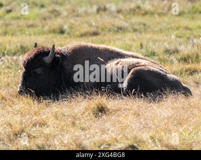 Bisons sind riesige, unglaublich mächtige Rinder, die aufgrund grausamer und unverzeihlicher Jagdpraktiken fast zum Aussterben gezwungen wurden Stockfoto