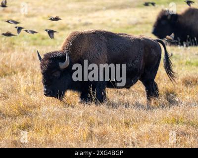 Bisons sind riesige, unglaublich mächtige Rinder, die aufgrund grausamer und unverzeihlicher Jagdpraktiken fast zum Aussterben gezwungen wurden Stockfoto