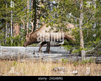 Elche sind ein häufiger Ort im Yellowstone National Park und ihre majestätische Präsenz ist ein willkommener Anblick für eine Stadt Stockfoto