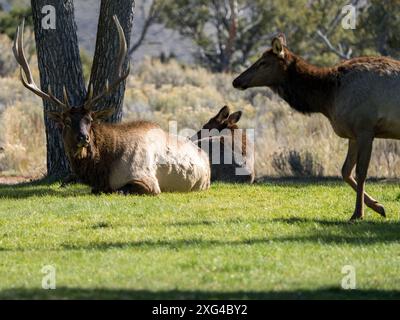 Elche sind ein häufiger Ort im Yellowstone National Park und ihre majestätische Präsenz ist ein willkommener Anblick für eine Stadt Stockfoto