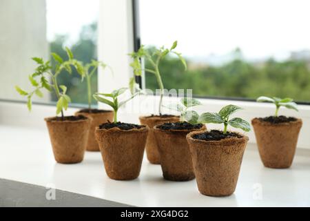 Viele Gurken- und Tomatensämlinge wachsen in Töpfen auf Fensterbank, Nahaufnahme Stockfoto