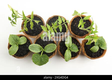 Viele Gurken- und Tomatensämlinge wachsen in Töpfen auf weißem Hintergrund, flache Lagen Stockfoto