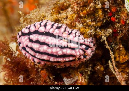 Mosambik, Maputo, Ponta do Ouro, Nacktschnecke, Sea Slug (Phyllidia, sp) Stockfoto