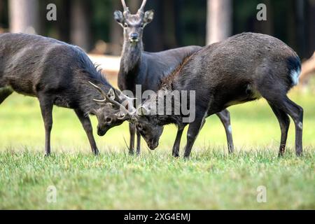 Sikahirsche in der Brunft Sikahirsche, Sikawild Sikawild Brunftzeit *** Sika-Hirsch in der Laube Sika-Hirsch, sika-Hirsch Sika-Hirsch-Brunftzeit Stockfoto