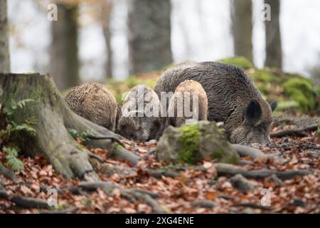 Widschwein Schwarzwild Wildschweine im Herbst *** Wildschwein Wildschwein im Herbst Stockfoto