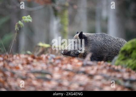 Widschwein Schwarzwild Wildschweine im Herbst *** Wildschwein Wildschwein im Herbst Stockfoto