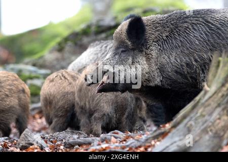 Widschwein Schwarzwild Wildschweine im Herbst *** Wildschwein Wildschwein im Herbst Stockfoto