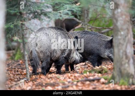 Widschwein Schwarzwild Wildschweine im Herbst *** Wildschwein Wildschwein im Herbst Stockfoto