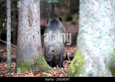 Widschwein Schwarzwild Wildschweine im Herbst *** Wildschwein Wildschwein im Herbst Stockfoto