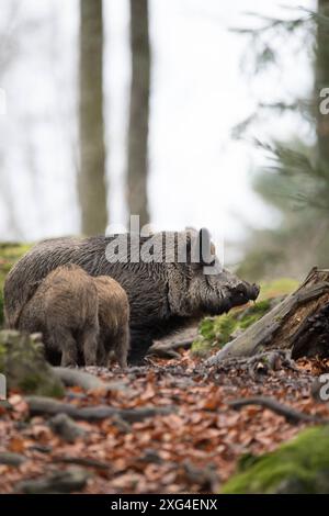 Widschwein Schwarzwild Wildschweine im Herbst *** Wildschwein Wildschwein im Herbst Stockfoto