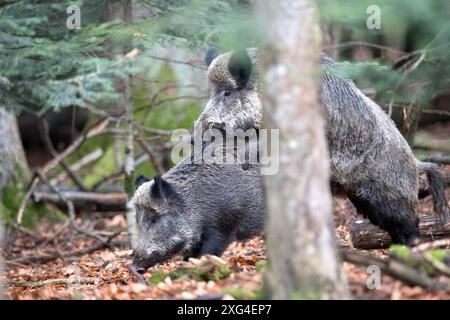 Widschwein Schwarzwild Wildschweine im Herbst *** Wildschwein Wildschwein im Herbst Stockfoto