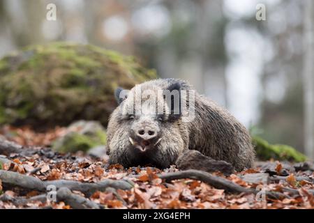 Widschwein Schwarzwild Wildschweine im Herbst *** Wildschwein Wildschwein im Herbst Stockfoto