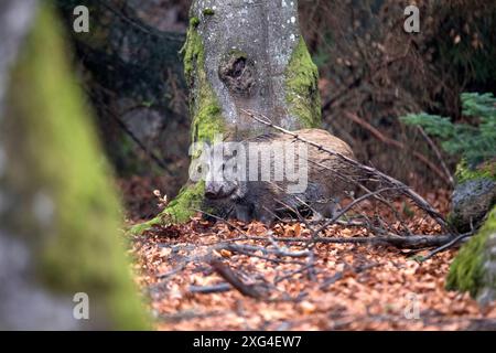 Widschwein Schwarzwild Wildschweine im Herbst *** Wildschwein Wildschwein im Herbst Stockfoto