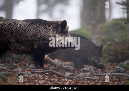 Widschwein Schwarzwild Wildschweine im Herbst *** Wildschwein Wildschwein im Herbst Stockfoto